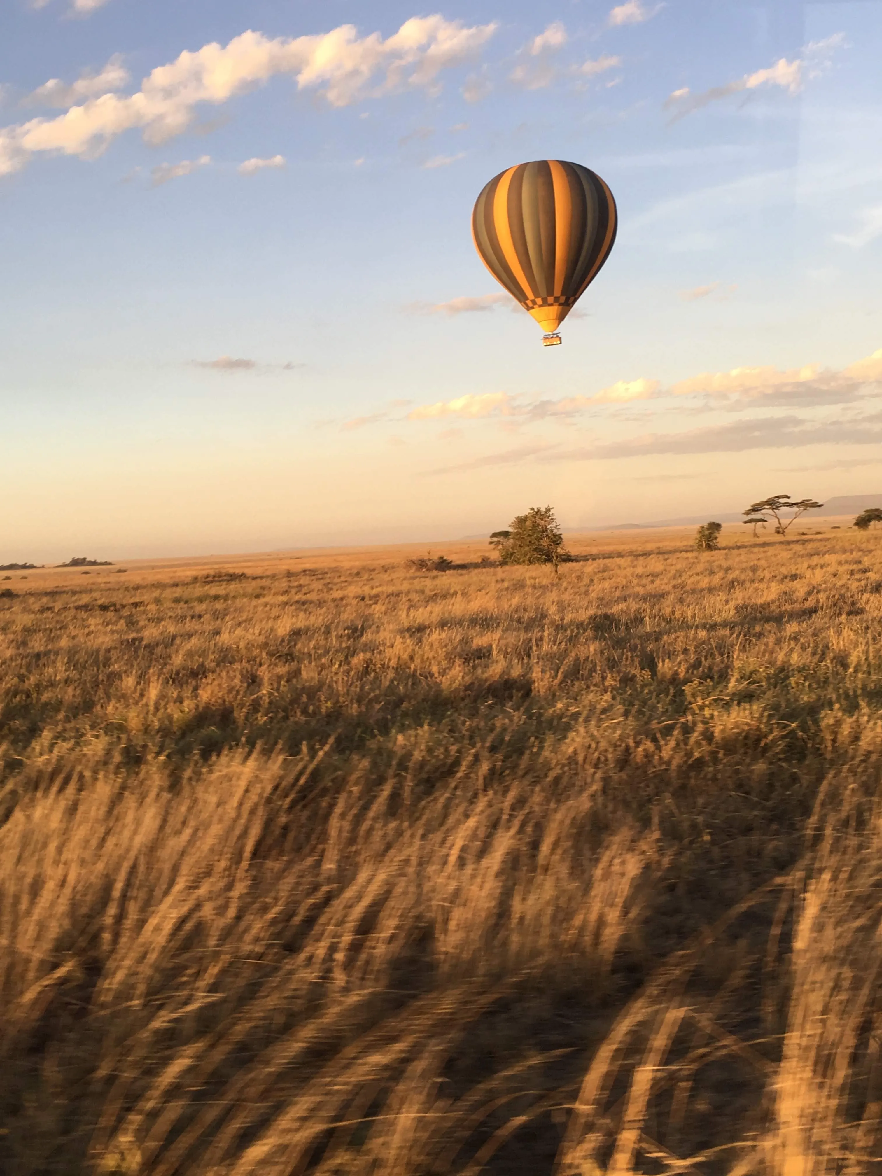 Golden open plains in Serengeti National Park
