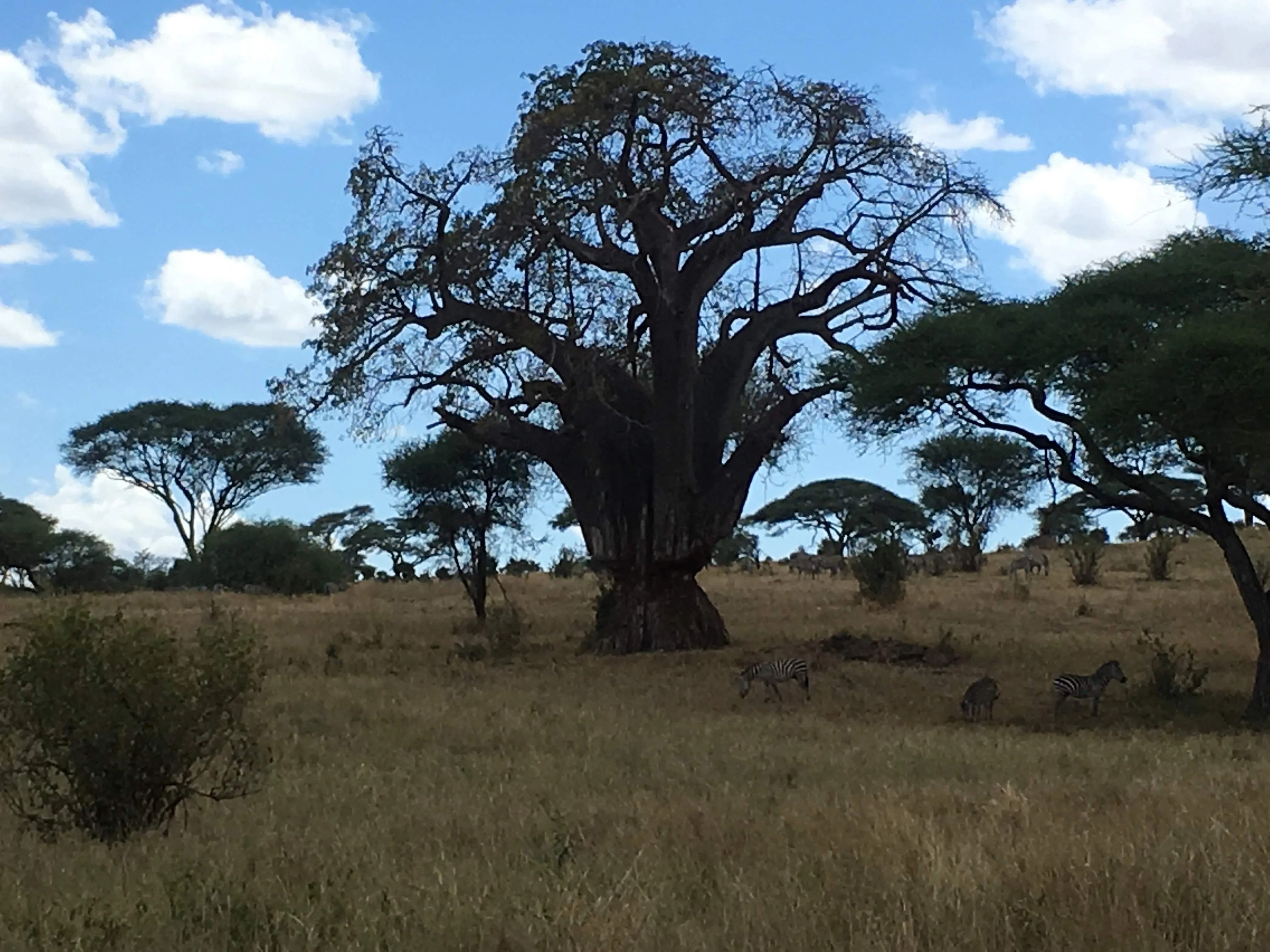 A large baobab tree in the Tarangire landscape