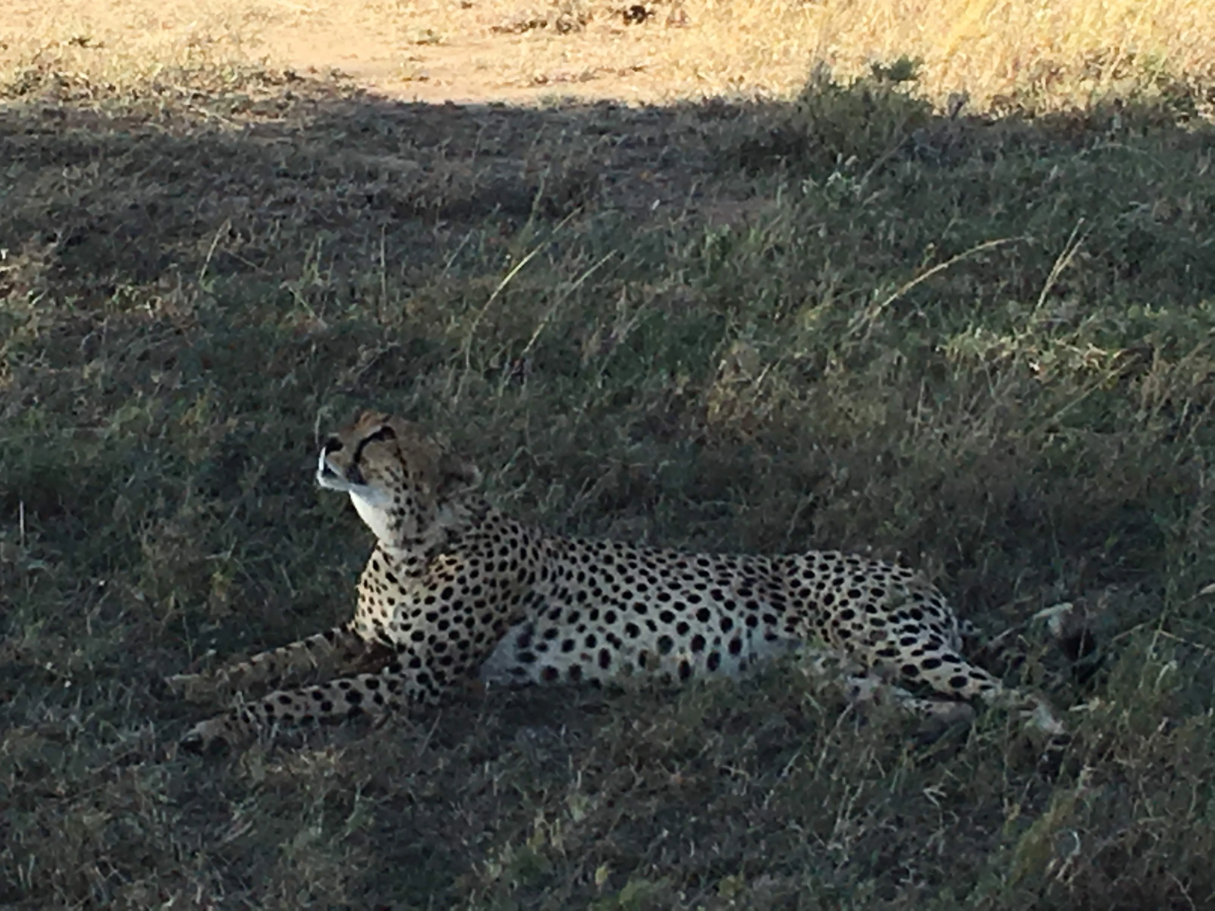 A cheetah resting in Serengeti grass