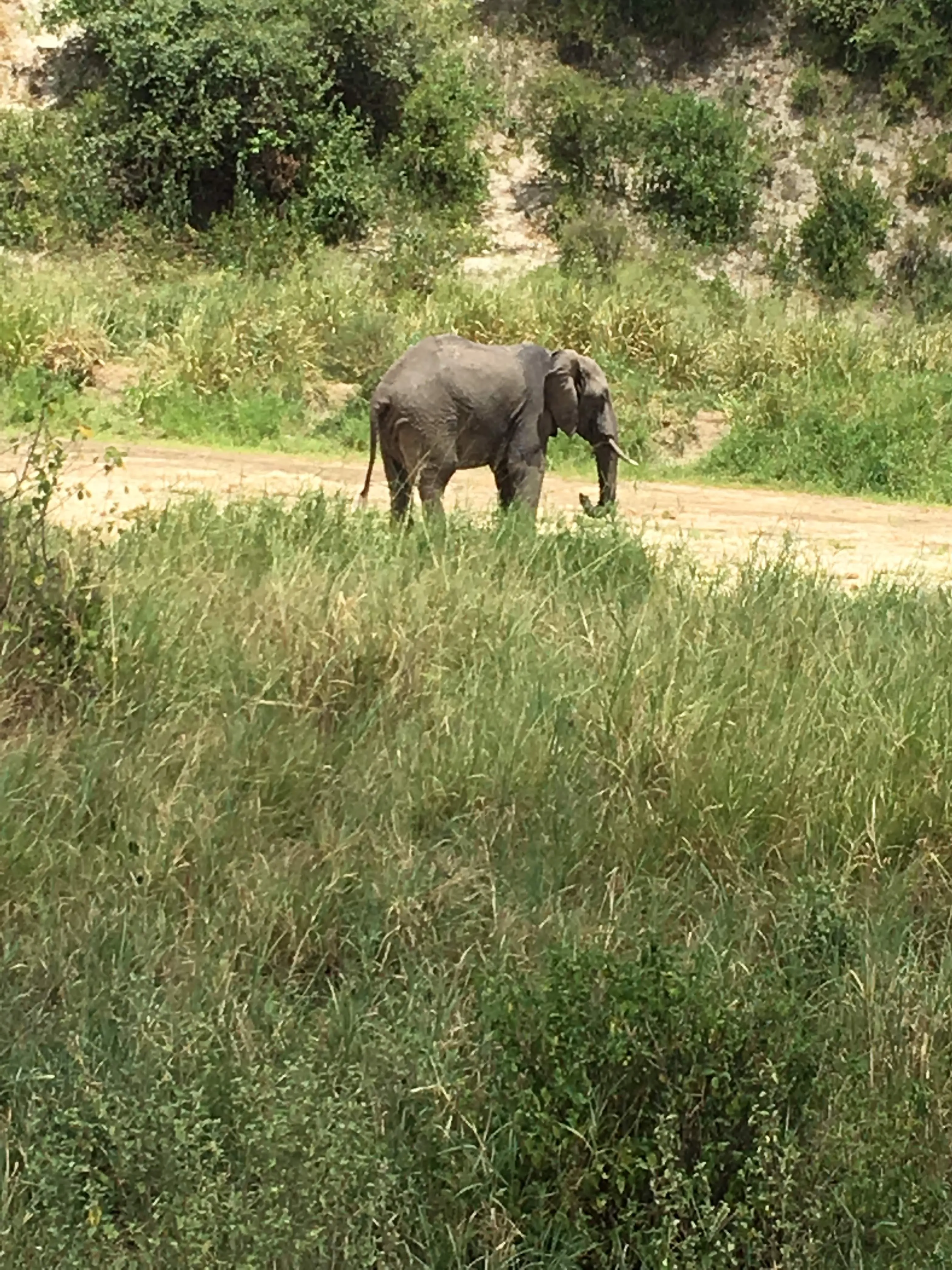 An elephant walking through Tarangire National Park