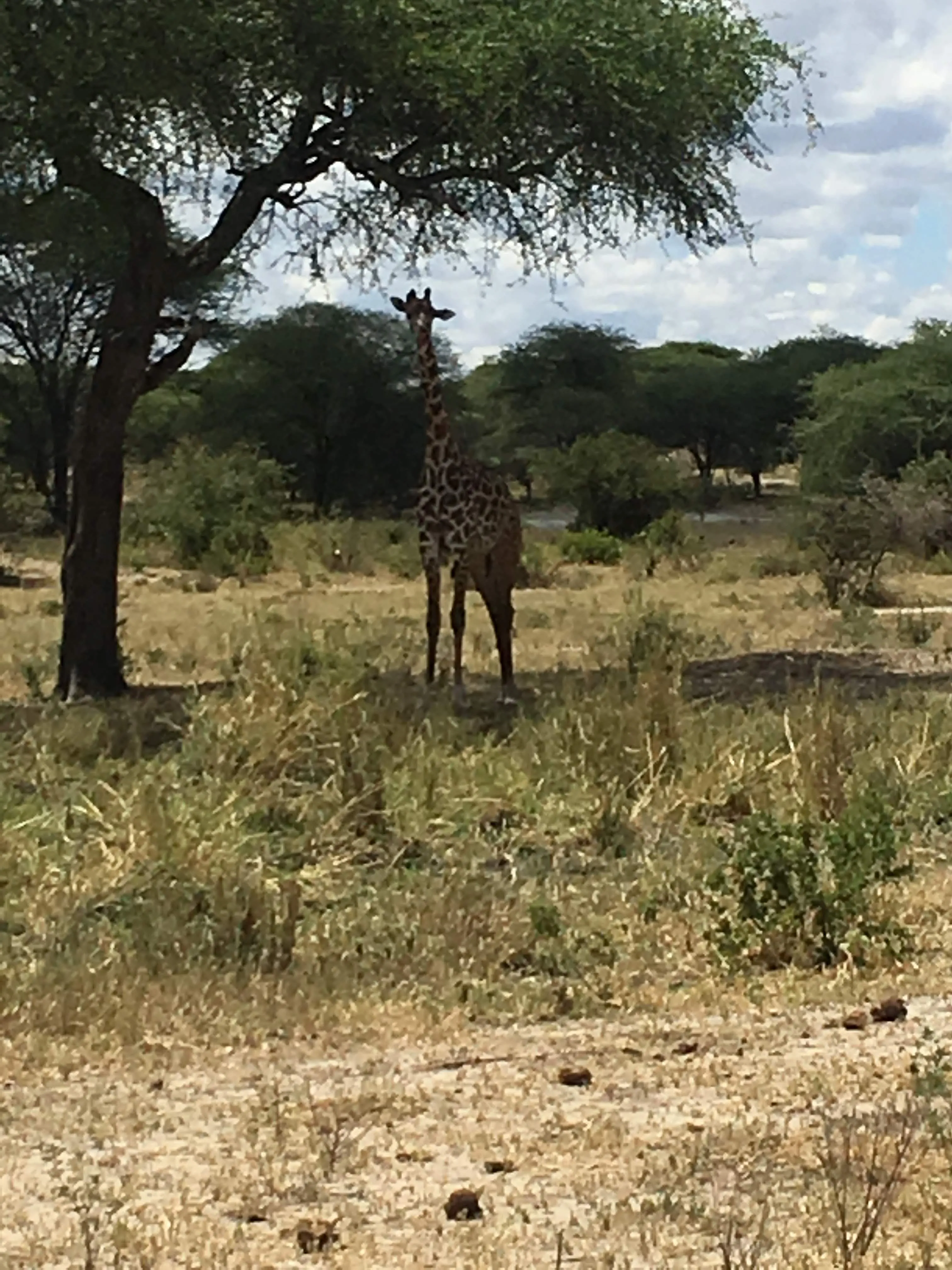 A giraffe standing among trees in Tarangire National Park