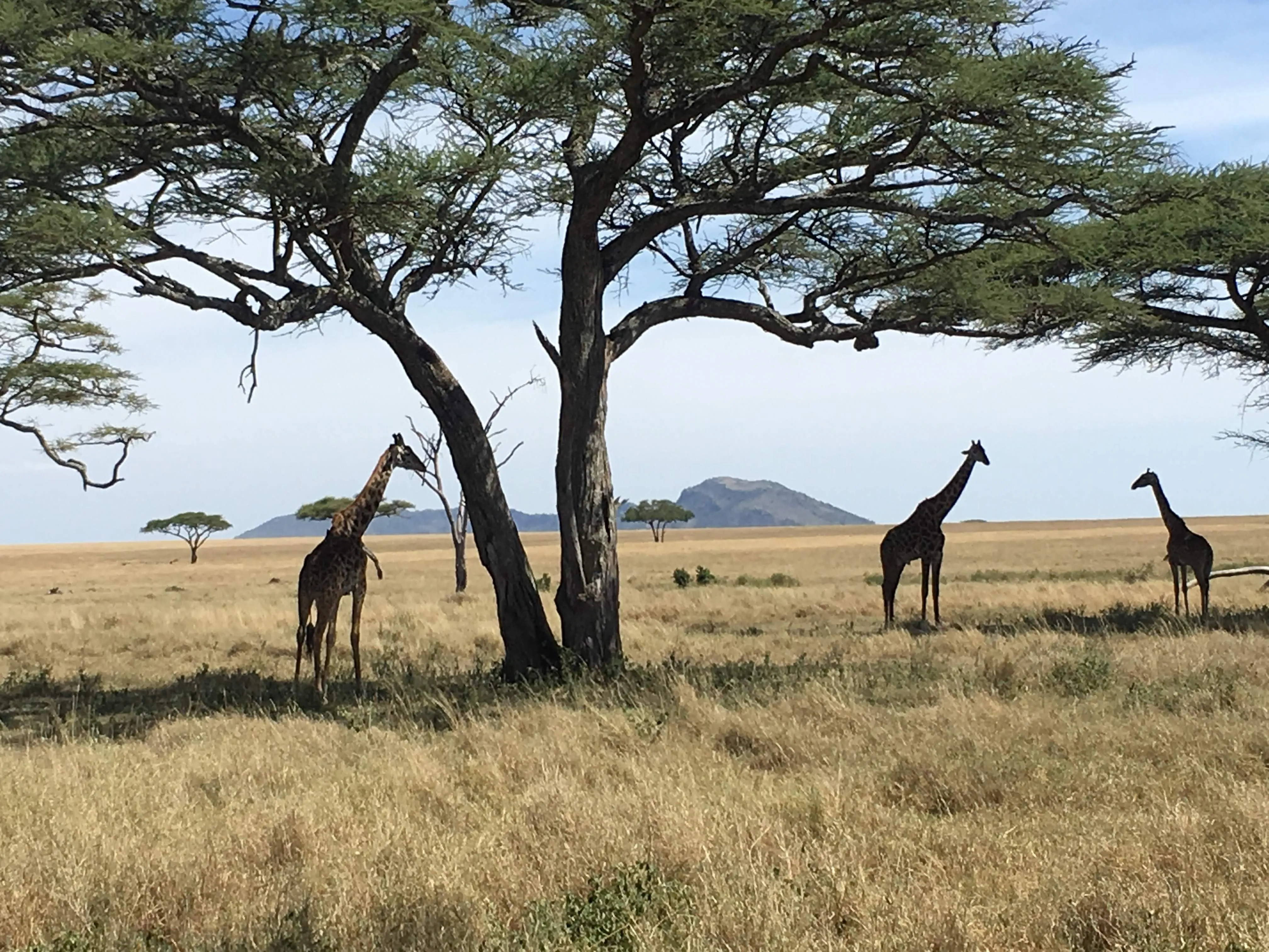 Giraffes standing beneath an acacia tree in Serengeti National Park