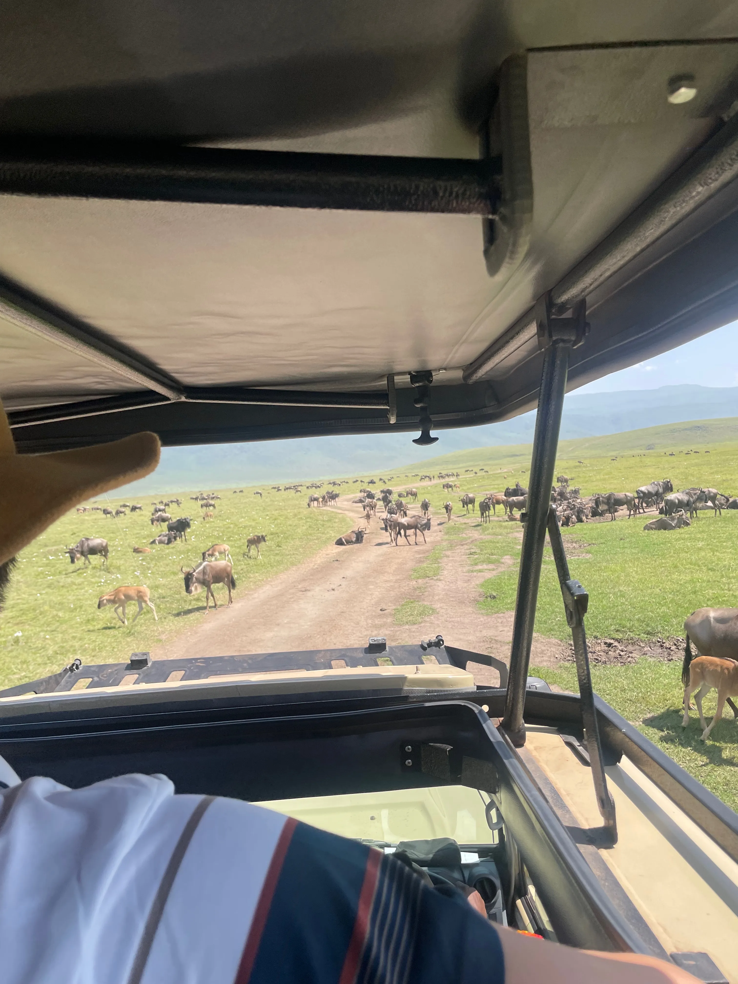 Wildebeest crossing a track in Ngorongoro Crater