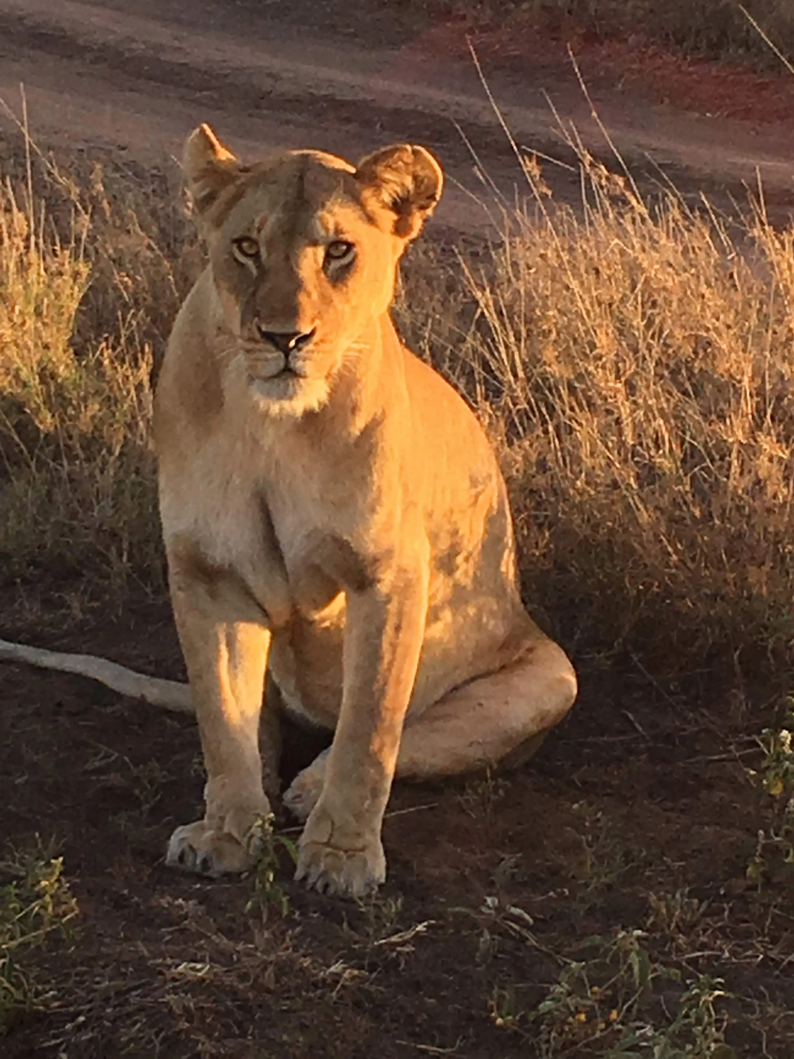 A lion in golden light in Serengeti National Park