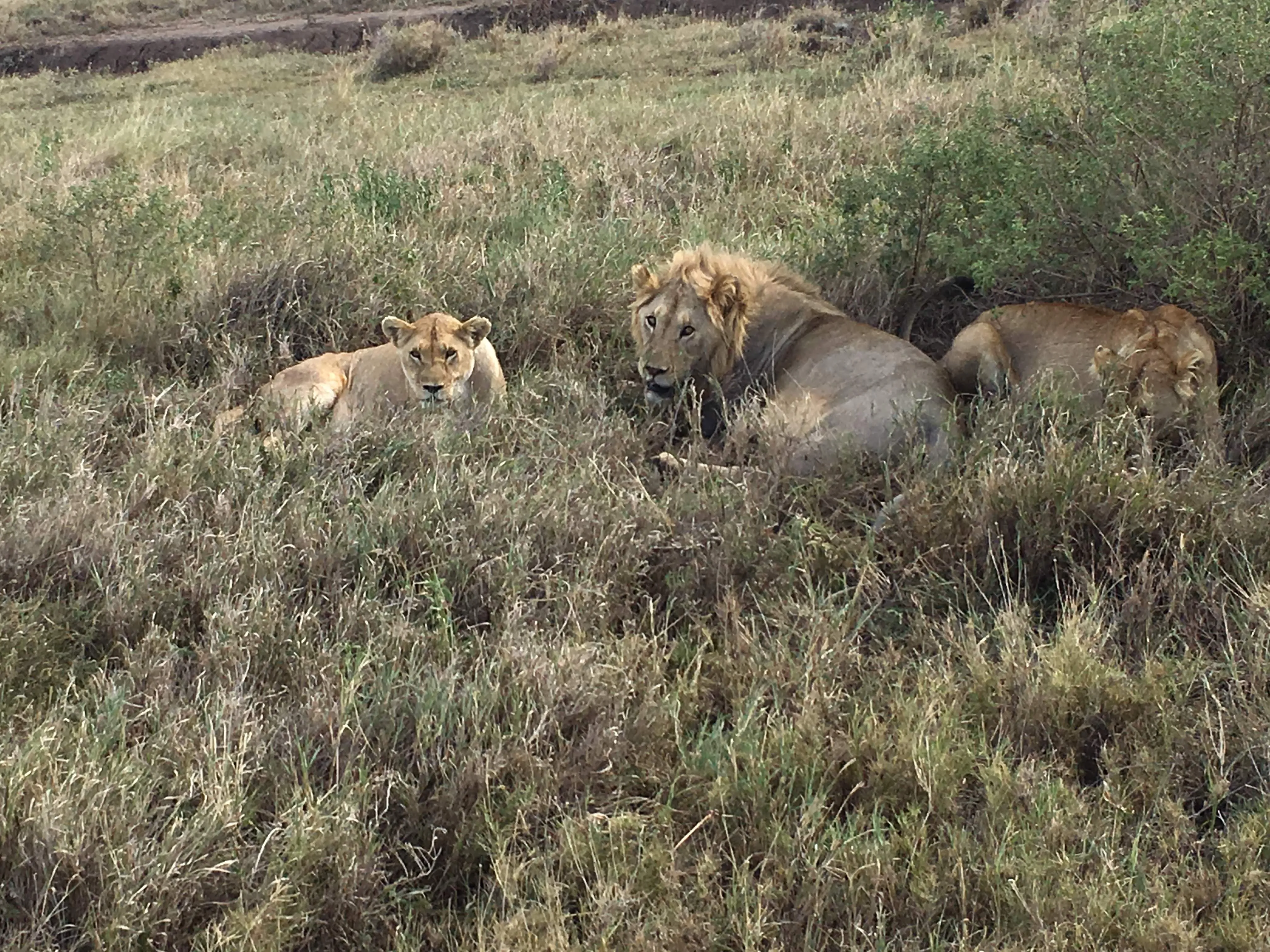 A lion pride resting together in Serengeti National Park