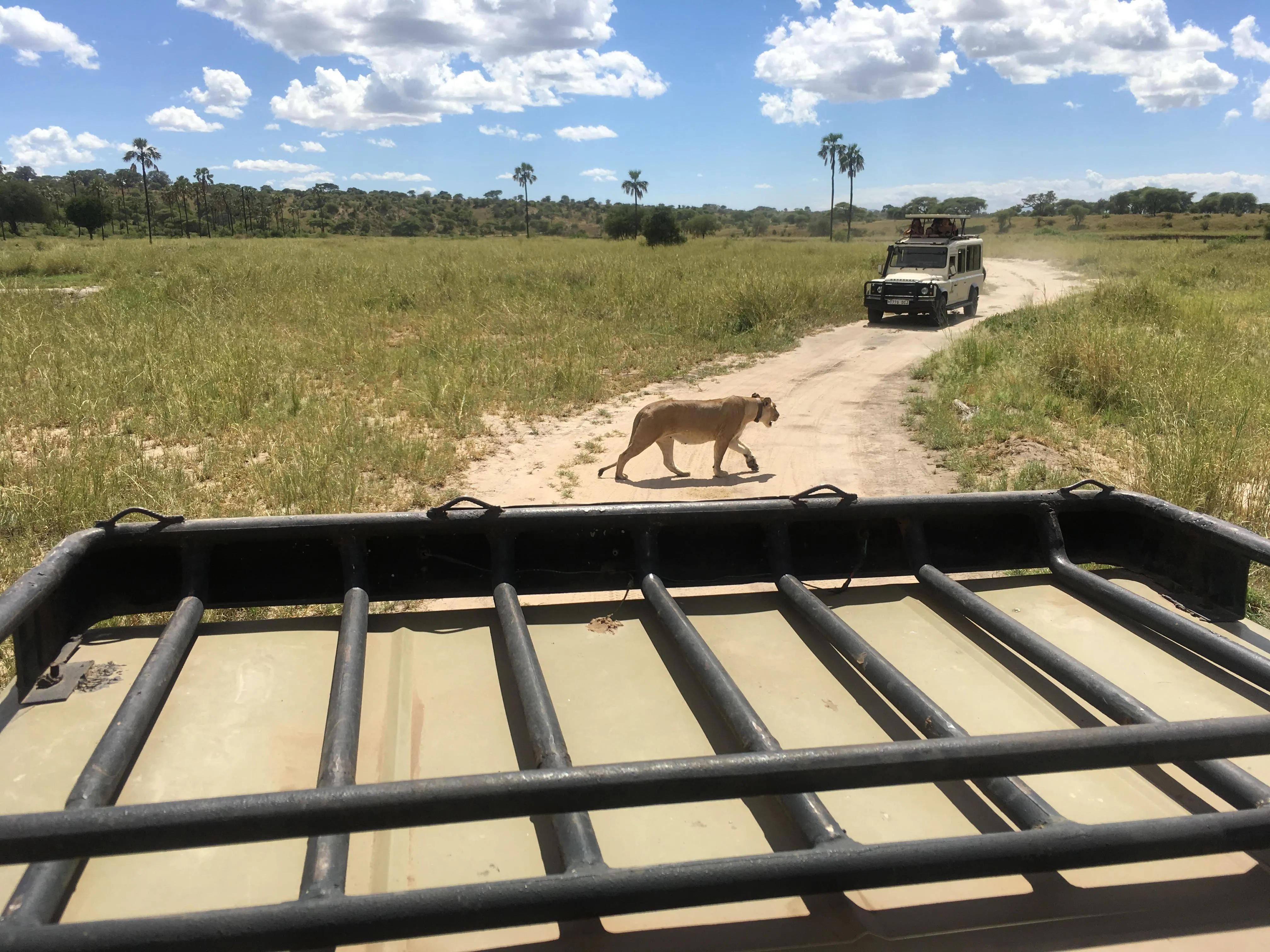 A lion walking across a track in Tarangire National Park
