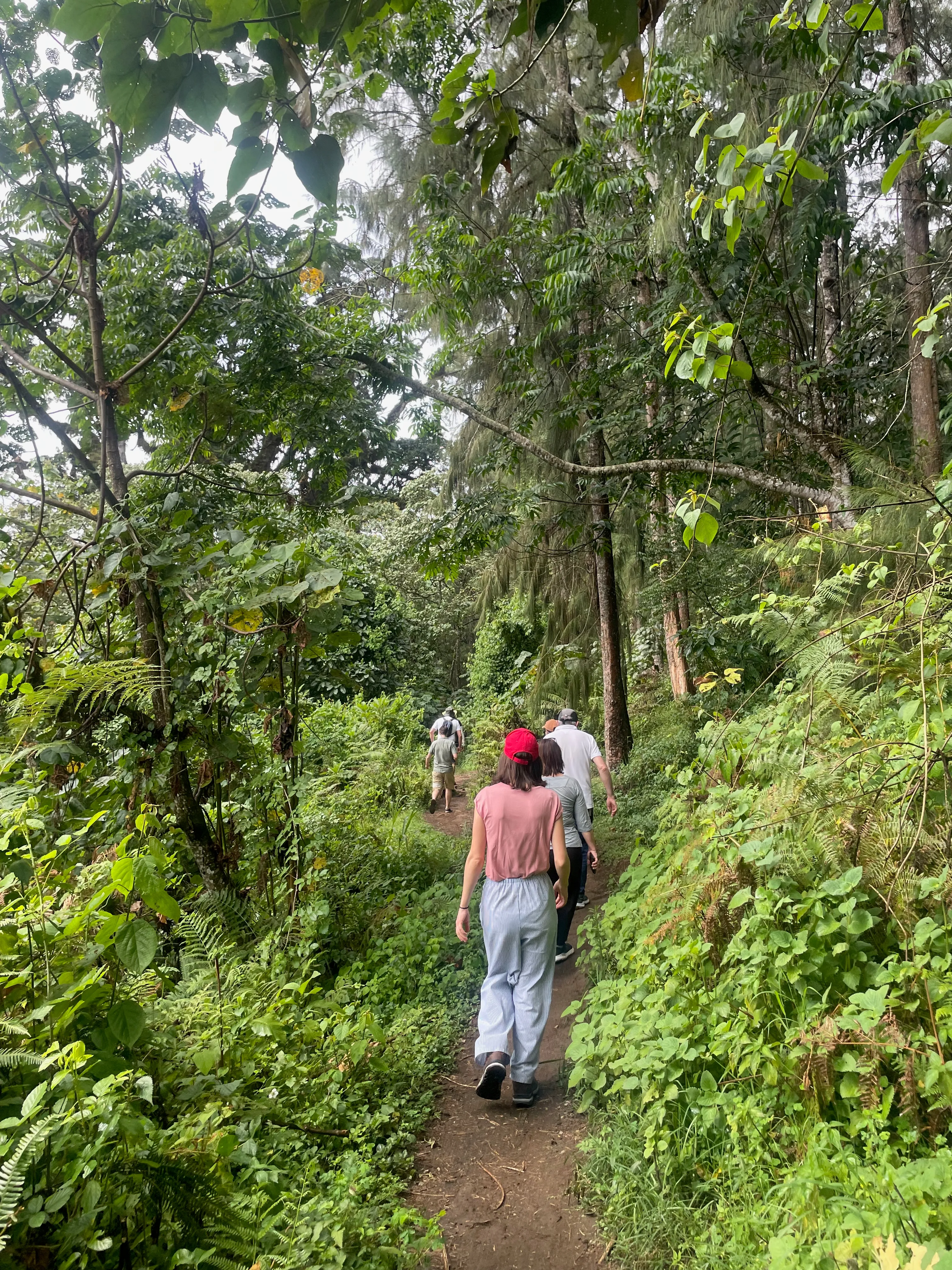 Travellers, including one wearing a red hat, walking through the forest on the Napuru trail