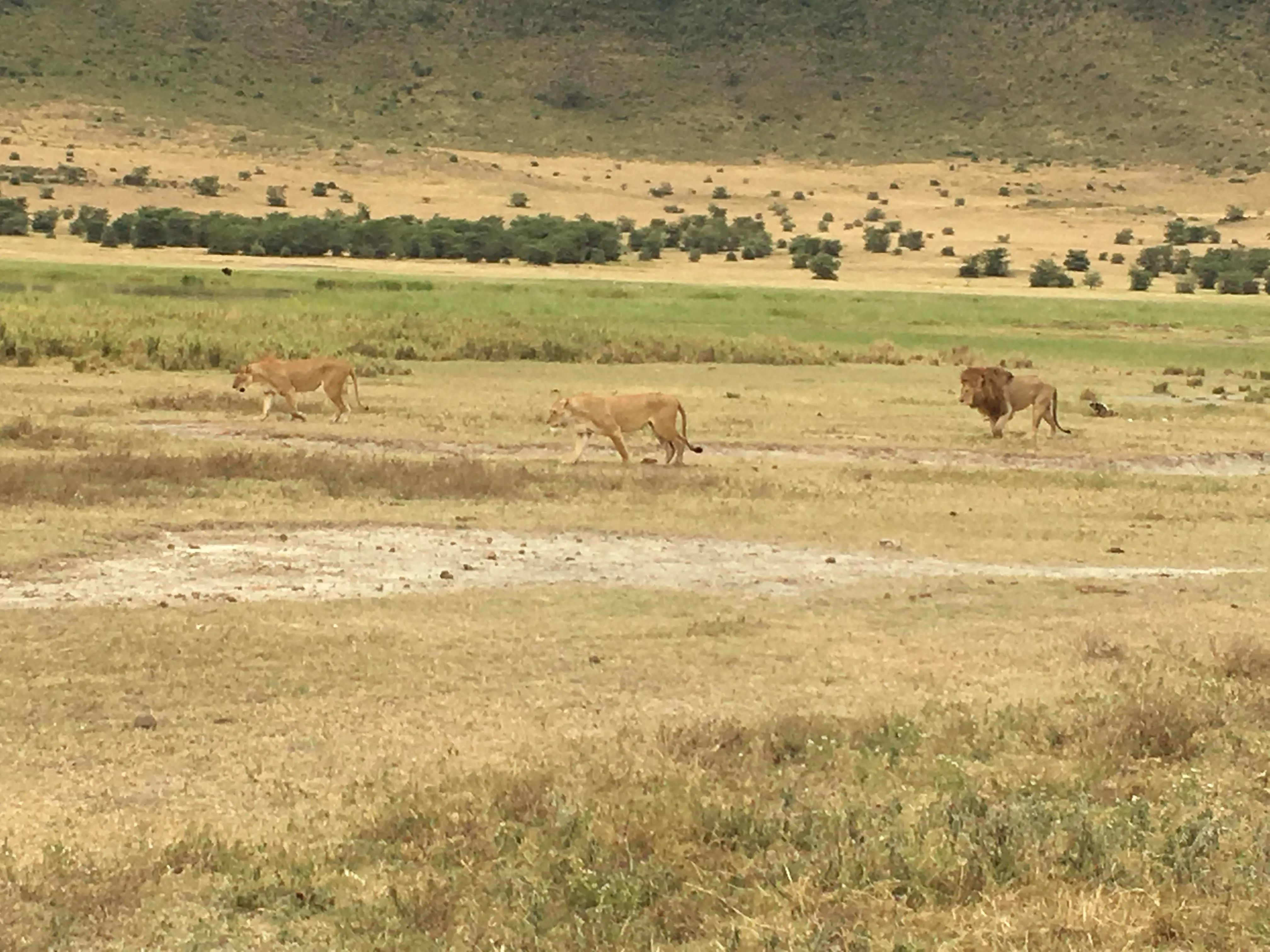 Warthogs crossing the open floor of Ngorongoro Crater