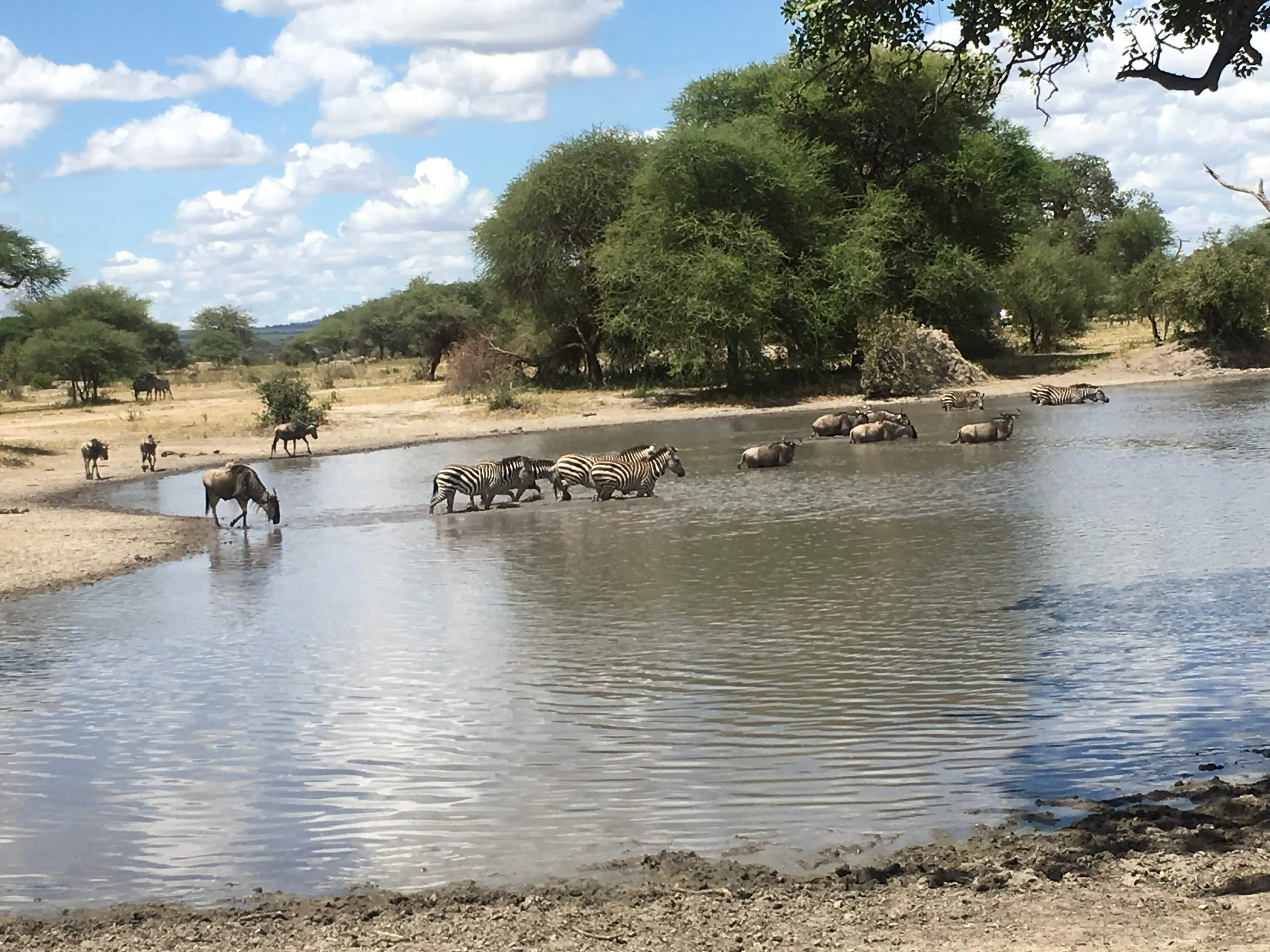 Elephants and other herd animals gathering in water in Tarangire National Park