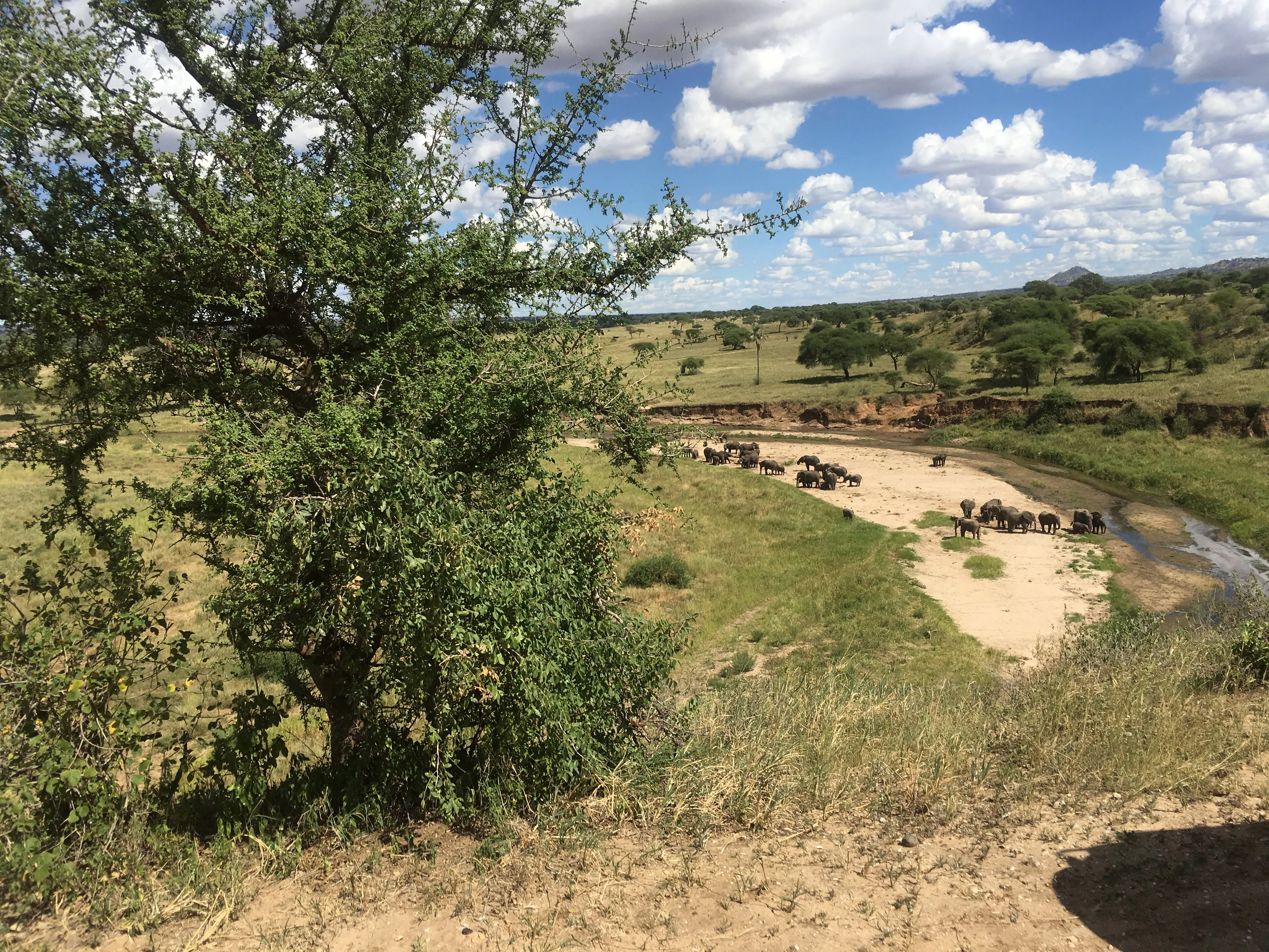 Wildlife gathering at a waterhole in Tarangire National Park