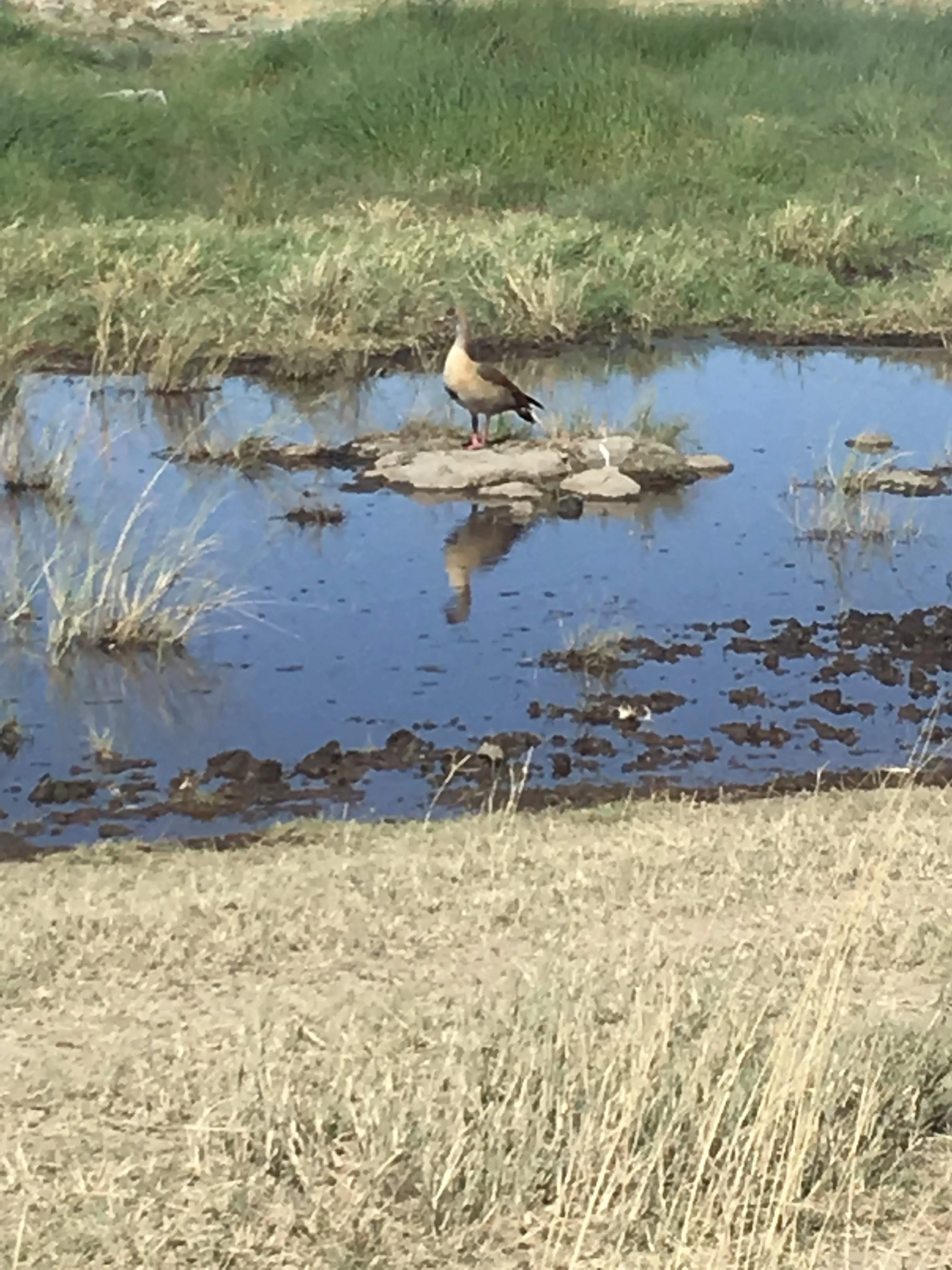 Wildlife and birds around a Serengeti waterhole