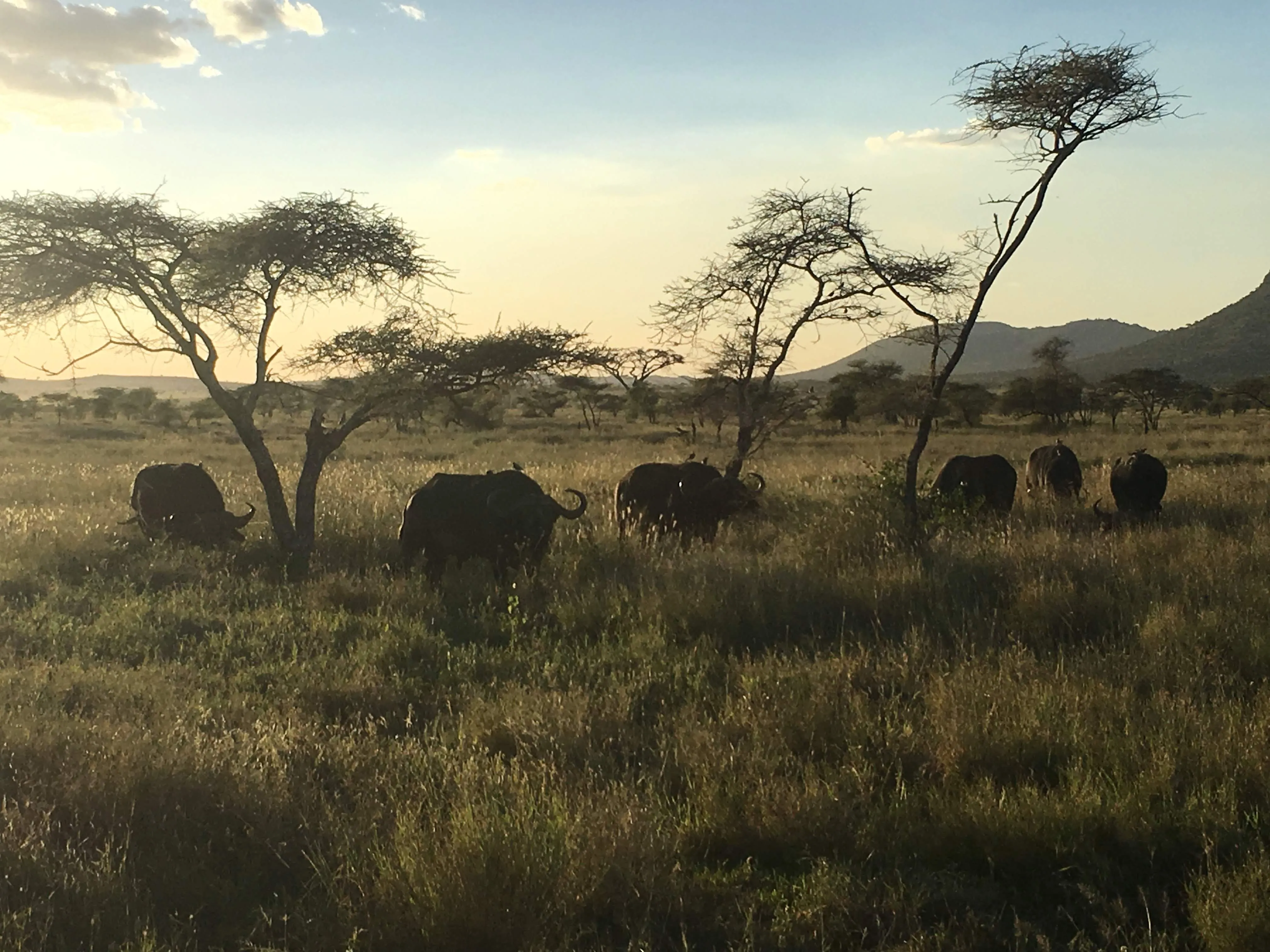 Wildebeest moving through warm Serengeti light